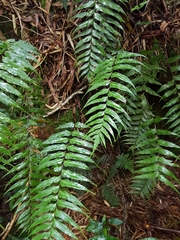 Asplenium nitens
