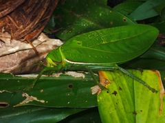 Pseudophyllus hercules