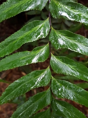 Asplenium nitens image