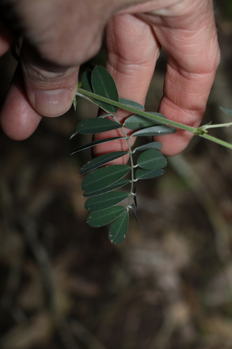 Image of Tephrosia grandiflora by (c) Greg Tasney, some rights reserved (CC BY-SA)