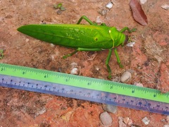 Pseudophyllus hercules