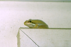 Litoria bicolor