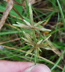 Cyperus flavidus