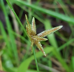 Cyperus flavidus