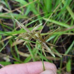 Cyperus flavidus