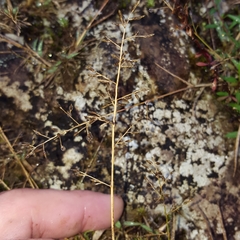 Eragrostis lateritica