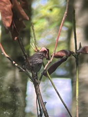 Melospiza melodia morphna