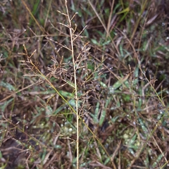 Eragrostis lateritica