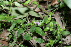 Rostellularia obtusa