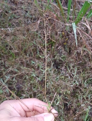 Eragrostis lateritica