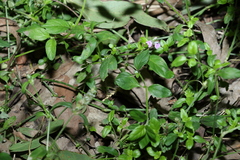 Rostellularia obtusa