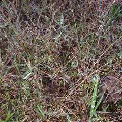 Eragrostis lateritica