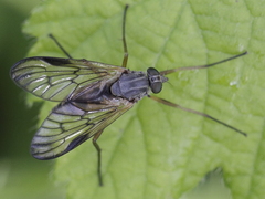 Rhagio vitripennis