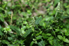 Rostellularia obtusa