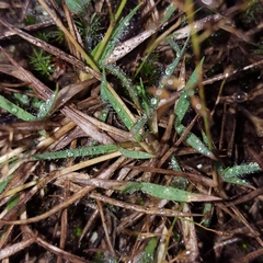 Eragrostis lateritica