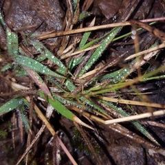 Eragrostis lateritica