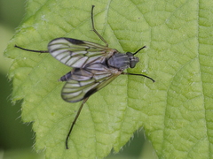 Rhagio vitripennis