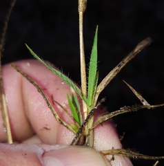 Eragrostis lateritica