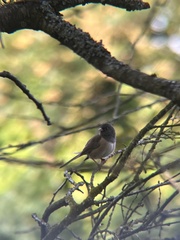 Junco hyemalis
