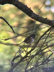 Junco hyemalis