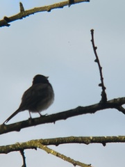 Junco hyemalis