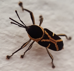 Eugnoristus monachus