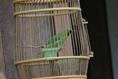 Chloropsis cyanopogon