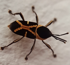 Eugnoristus monachus