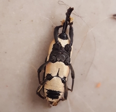 Eugnoristus monachus