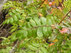 Weinmannia pubescens