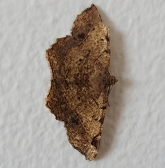 Chiasmia crassilembaria