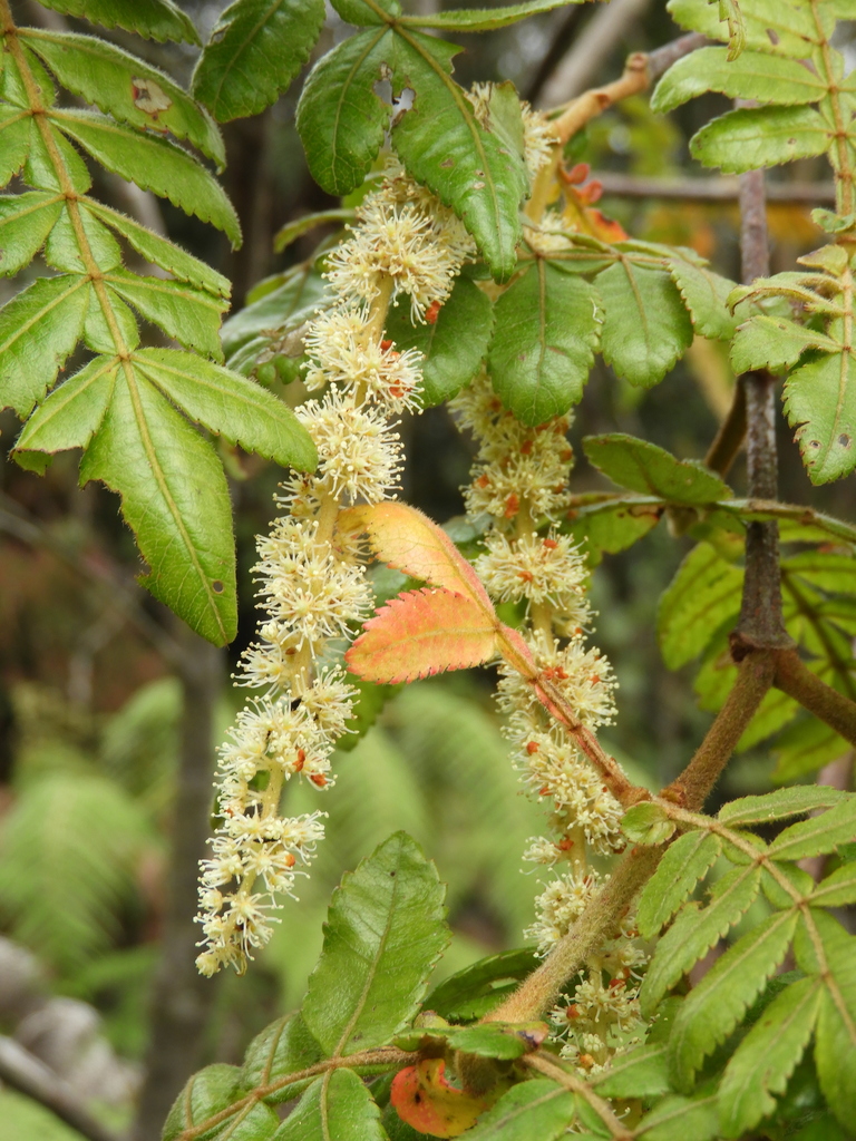 Weinmannia pubescens from Bello, Antioquia, Colombia on May 30, 2022 at