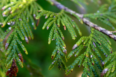 Cupressus nootkatensis