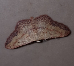 Scopula caesaria