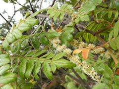 Weinmannia pubescens