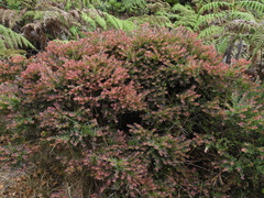 Vaccinium floribundum