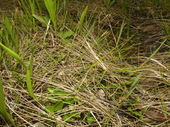 Carex sterilis
