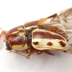 Pachybrachis bivittatus