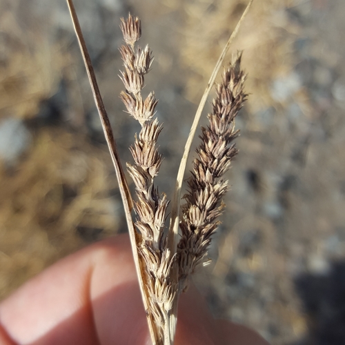 Cenchrus setigerus