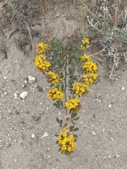Acmispon dendroideus dendroideus