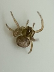 Araneus pegnia