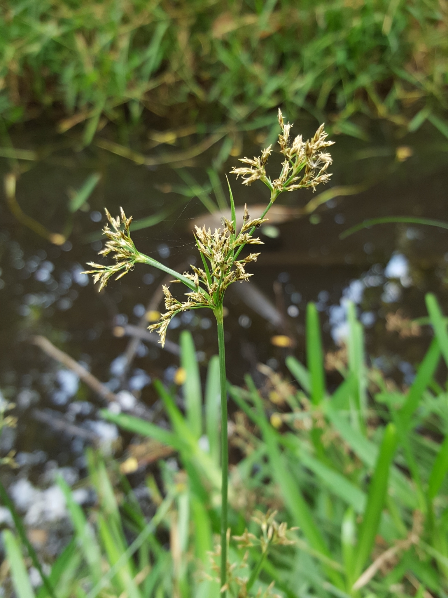 (c) François Rousseu, certains droits réservés (CC BY-NC) https://www.inaturalist.org/observations/119694207