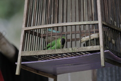 Chloropsis cyanopogon