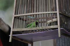 Chloropsis cyanopogon