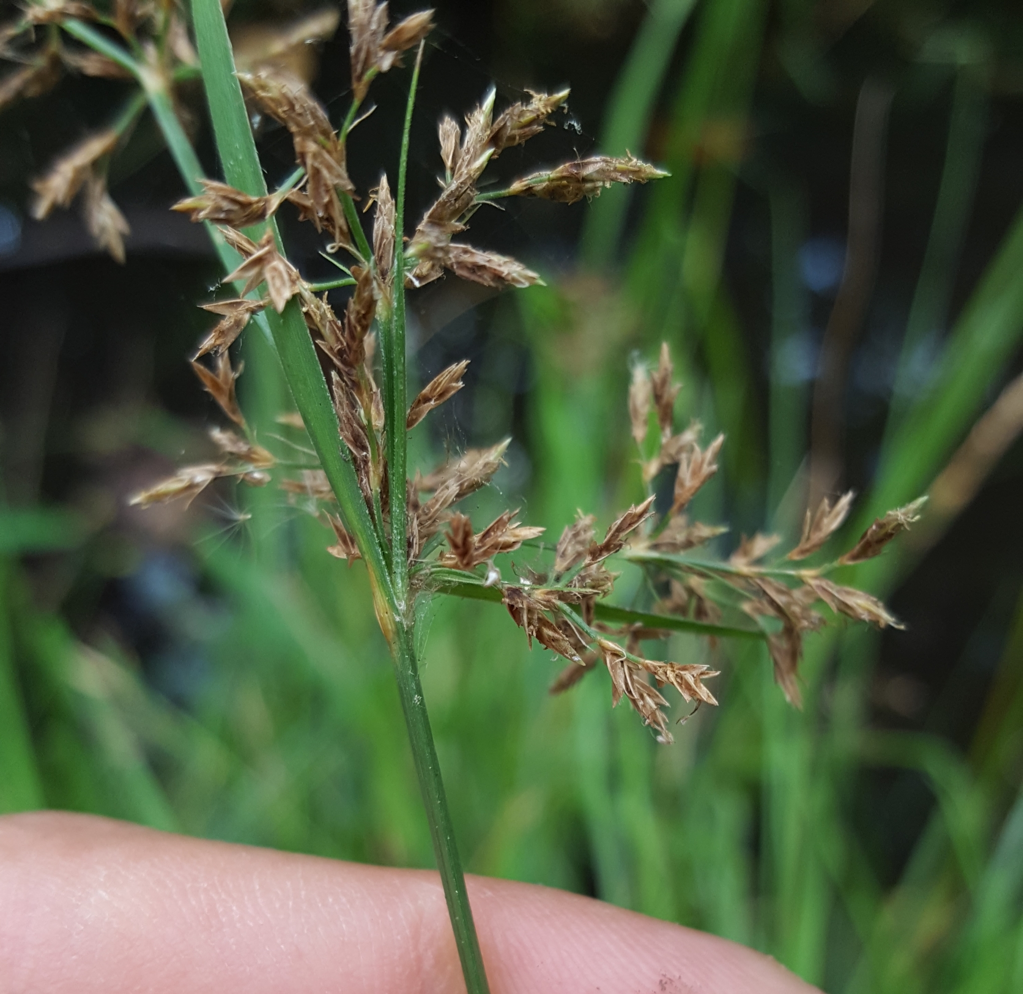 (c) François Rousseu, certains droits réservés (CC BY-NC) https://www.inaturalist.org/observations/119694207