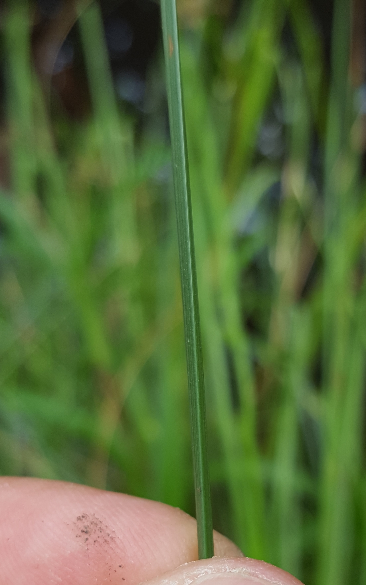 (c) François Rousseu, certains droits réservés (CC BY-NC) https://www.inaturalist.org/observations/119694207