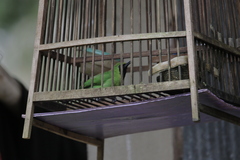 Chloropsis cyanopogon