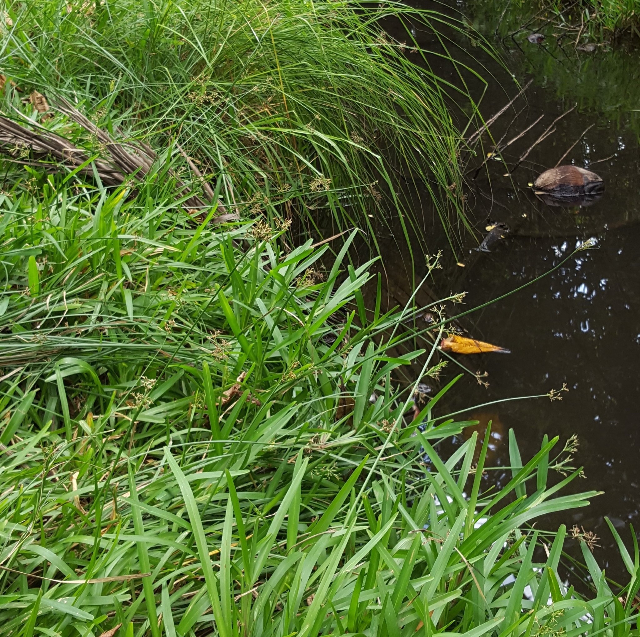(c) François Rousseu, certains droits réservés (CC BY-NC) https://www.inaturalist.org/observations/119694207