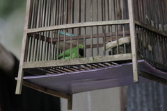 Chloropsis cyanopogon