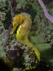 Hippocampus comes
